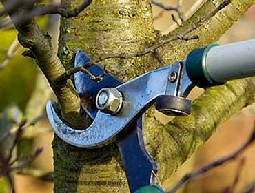 Tree Branch Being Cut